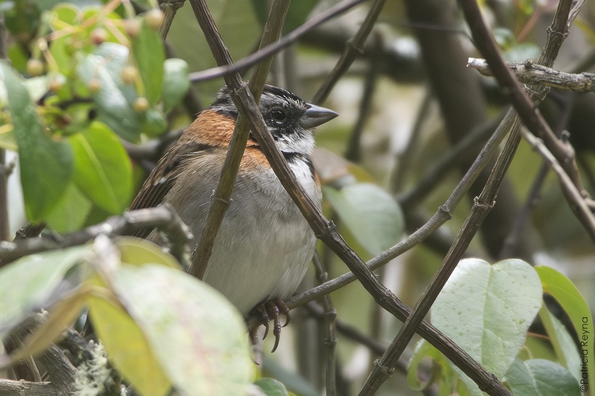 Rufous-collared Sparrow - ML644337990
