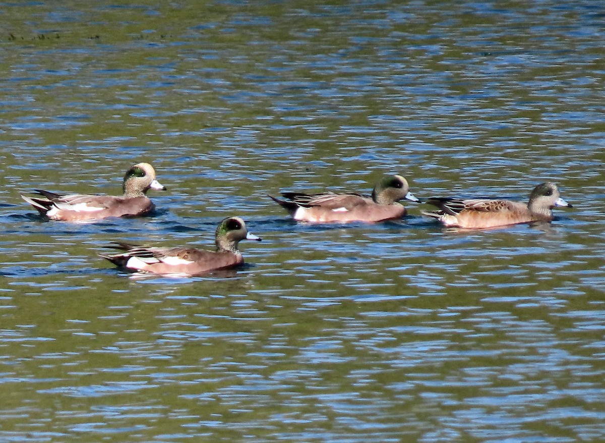 Kanadapfeifente - ML644337991