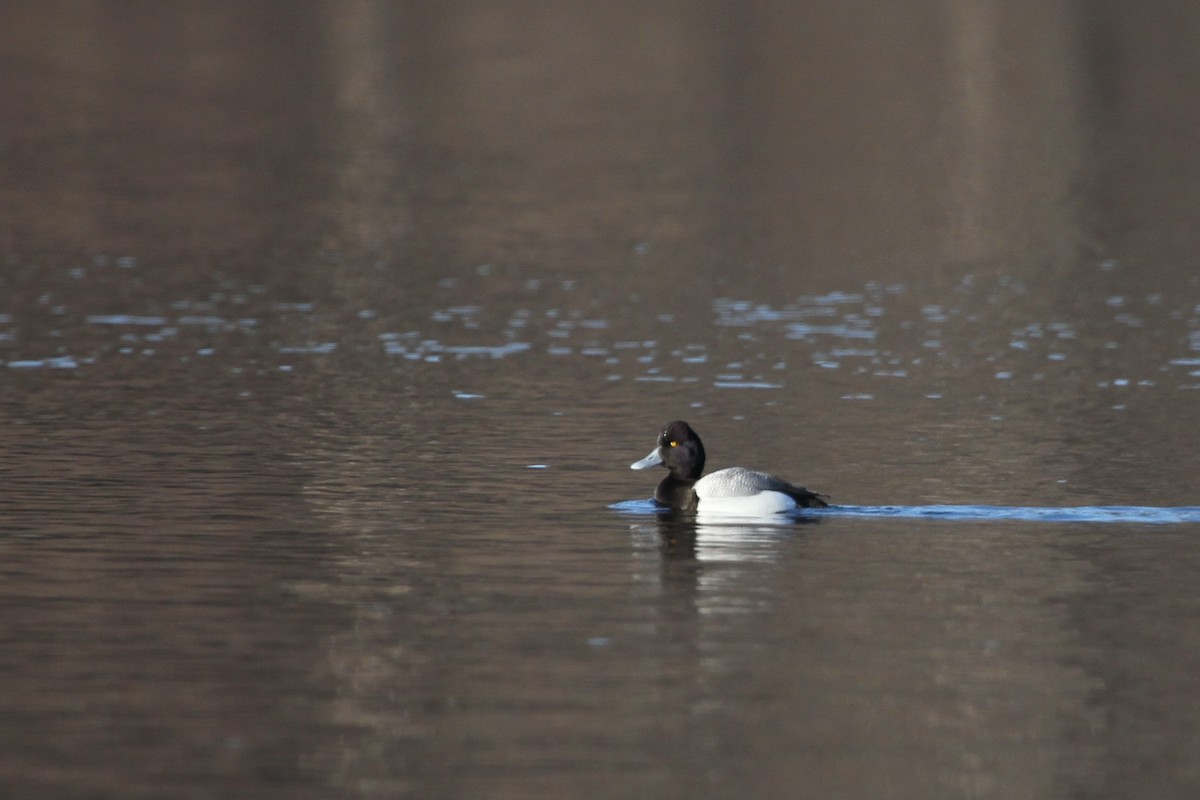 Lesser Scaup - ML644337994