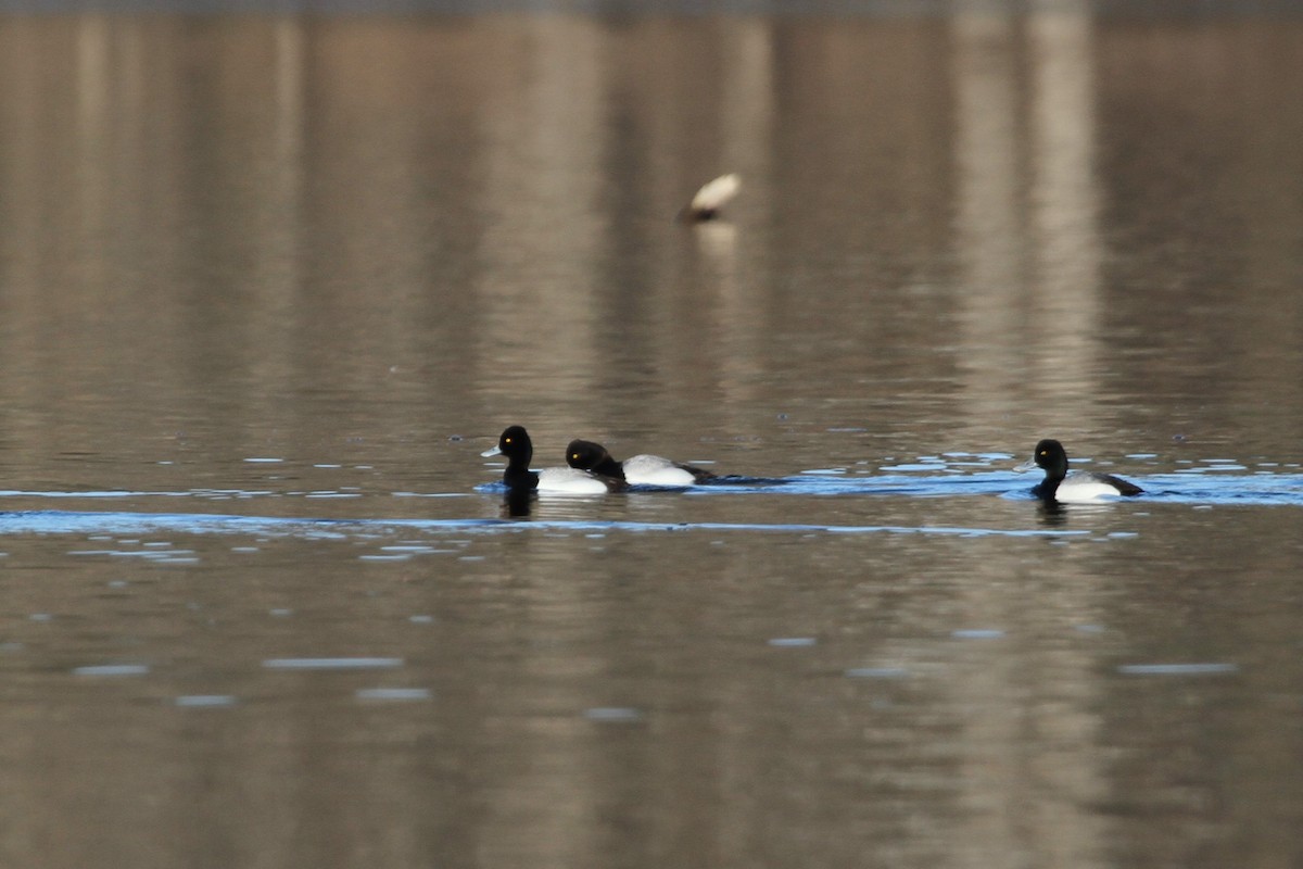 Lesser Scaup - ML644337995
