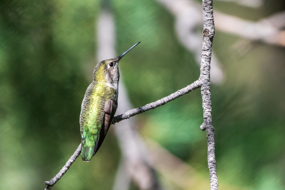 Anna's Hummingbird - Sarah Dix
