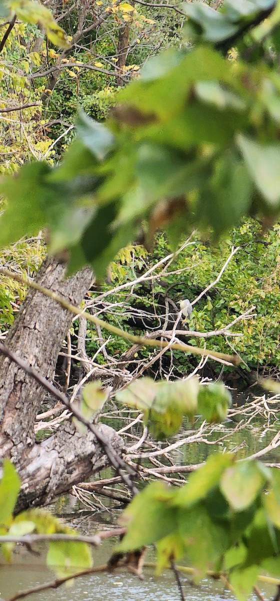 Black-crowned Night Heron - ML644338016