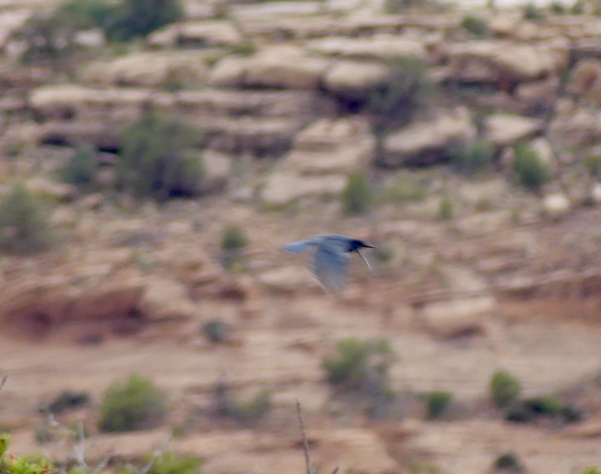 Pinyon Jay - ML644338024