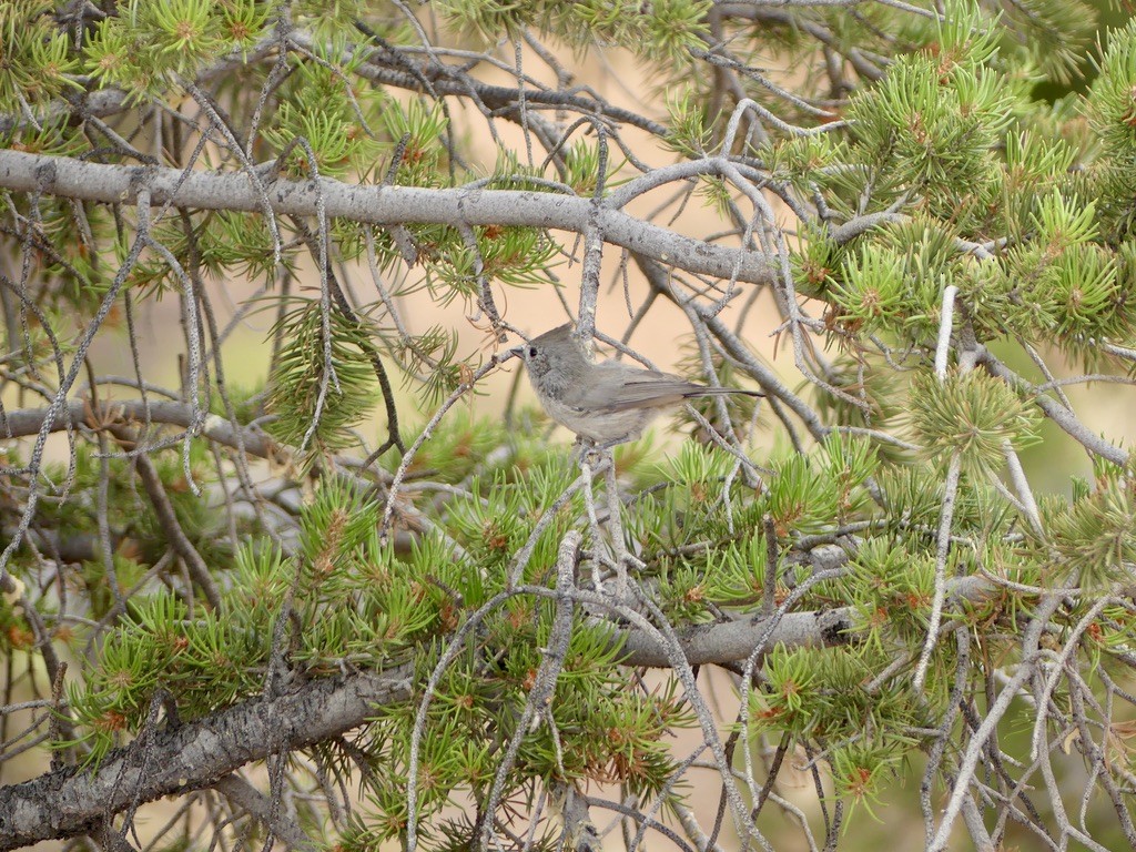 Juniper Titmouse - ML644338029