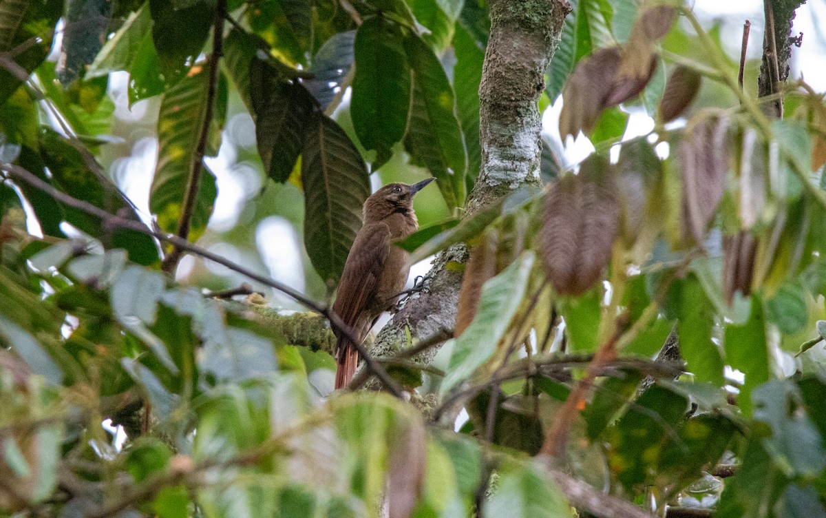 Plain-brown Woodcreeper - ML644338030