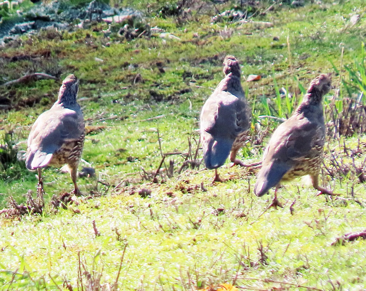 Schopfwachtel - ML644338033