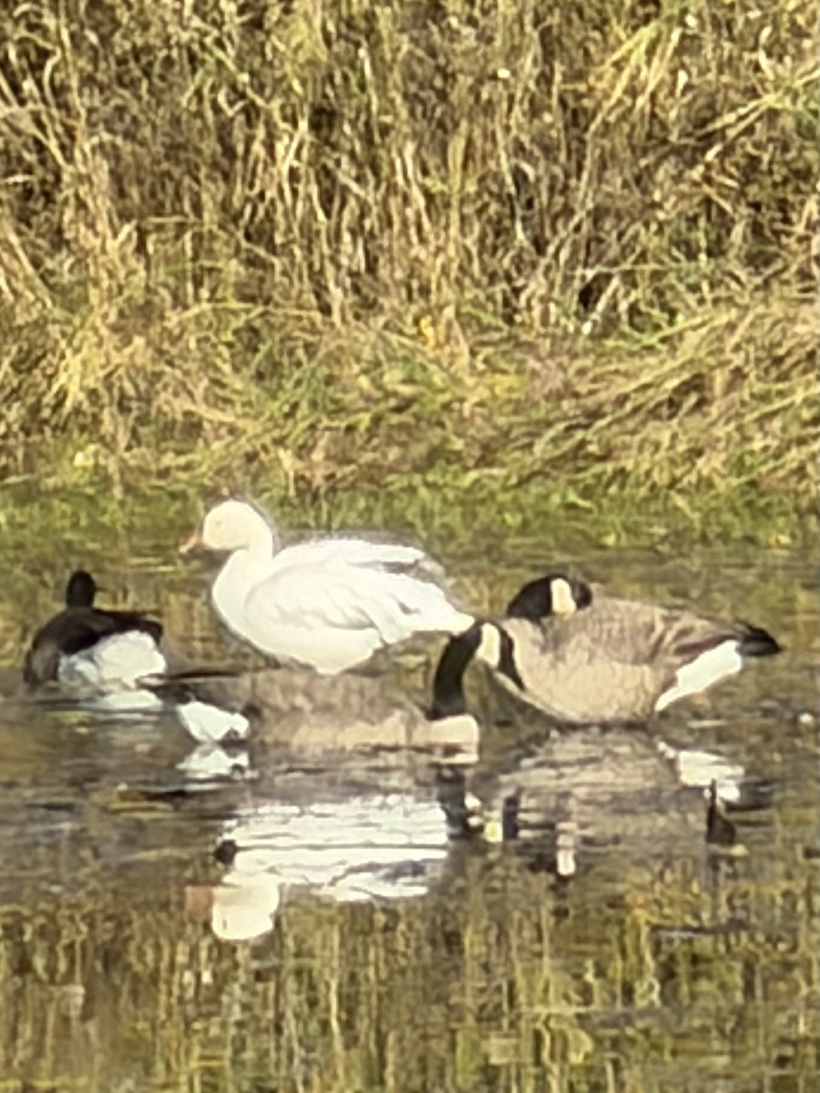 Schneegans - ML644338035