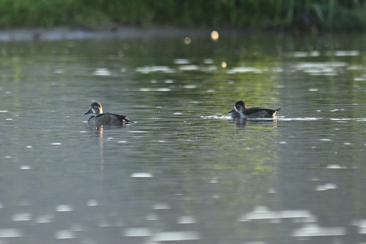 Ring-necked Duck - ML644338045