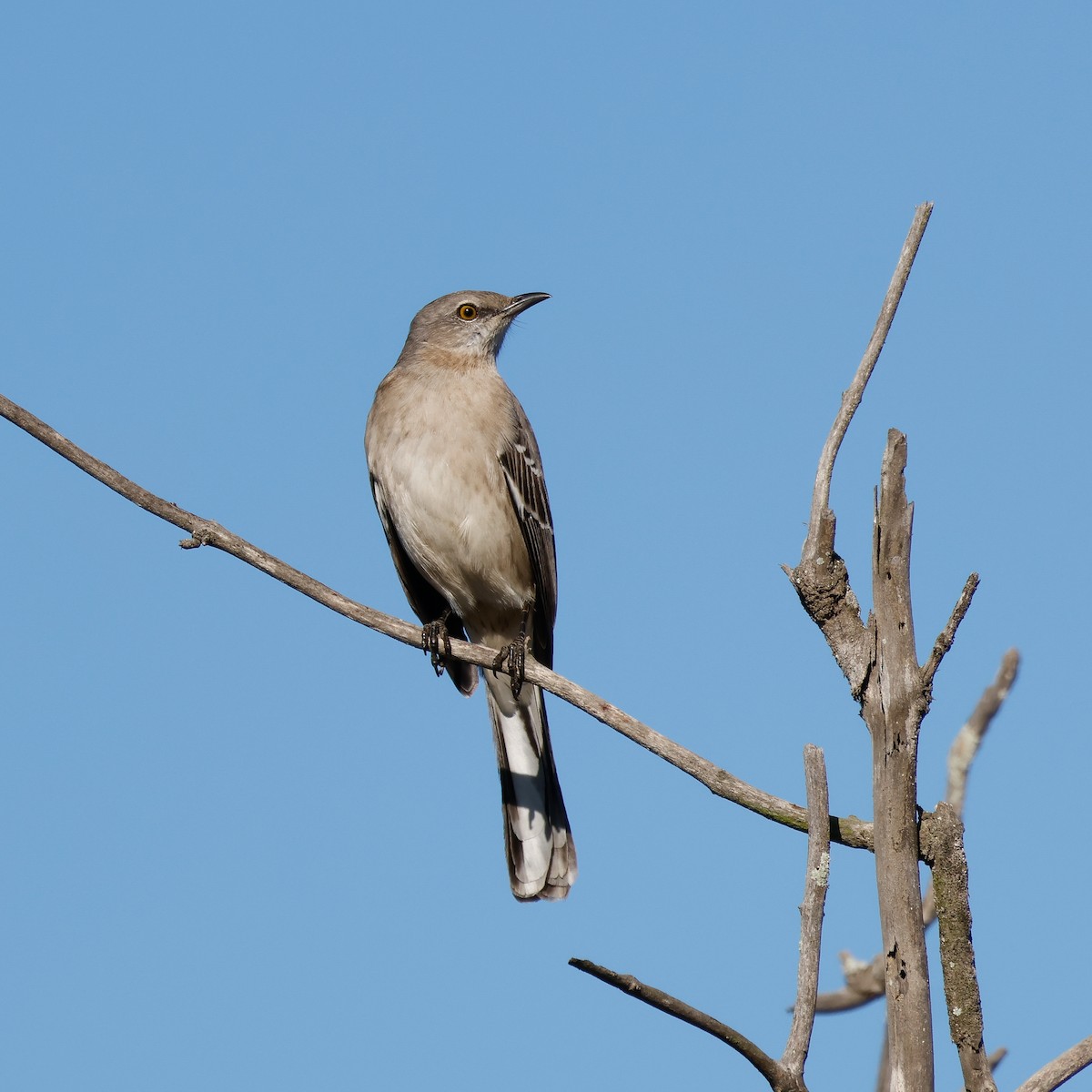 Sinsonte Norteño - ML644338055