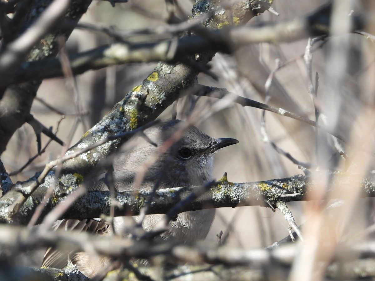 Sinsonte Norteño - ML644338057