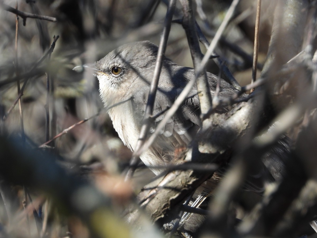 Sinsonte Norteño - ML644338059