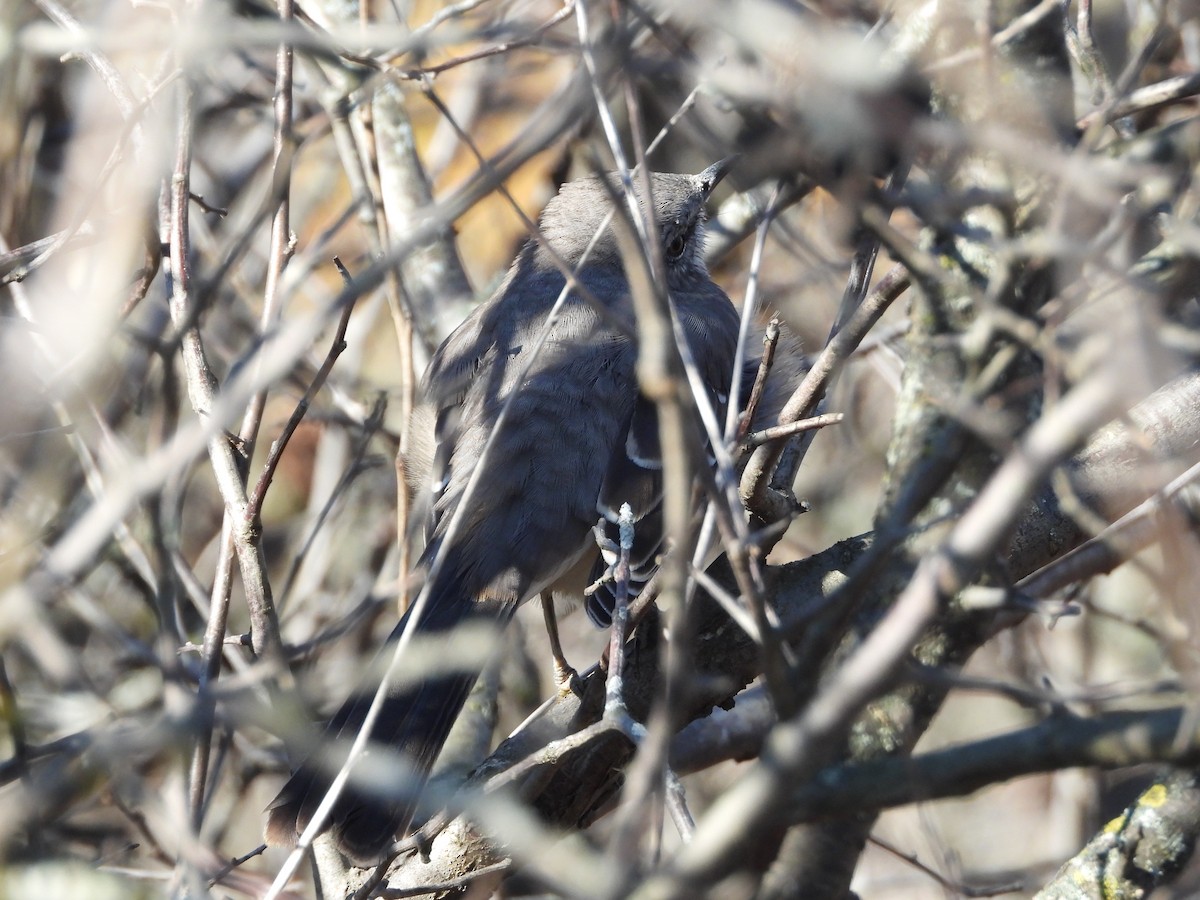 Sinsonte Norteño - ML644338060