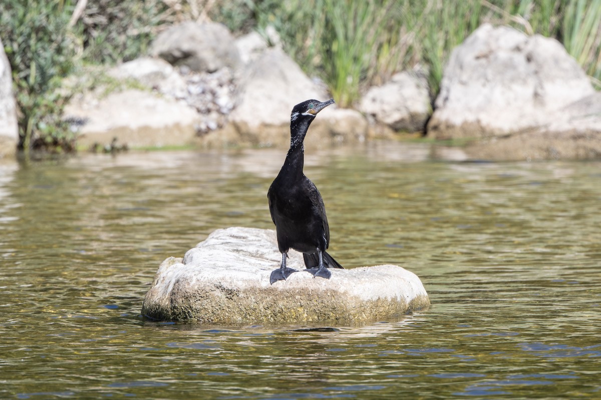 Neotropic Cormorant - ML644338061