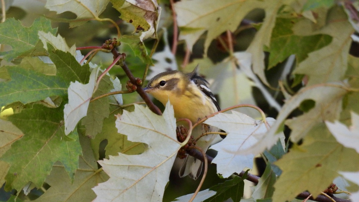 סבכון כתום-גרון - ML644338064