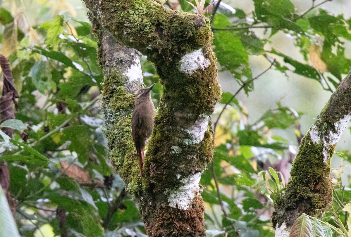 Plain-brown Woodcreeper - ML644338071