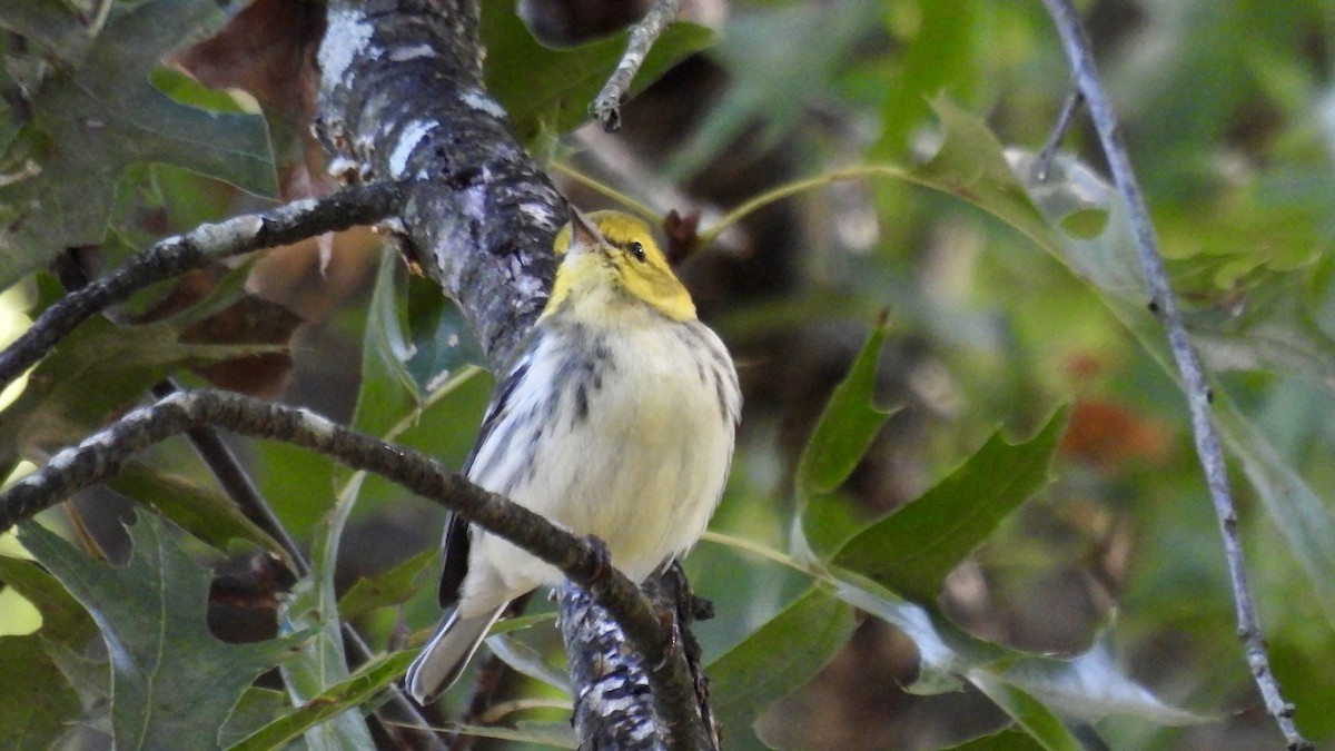 ノドグロミドリアメリカムシクイ - ML644338073