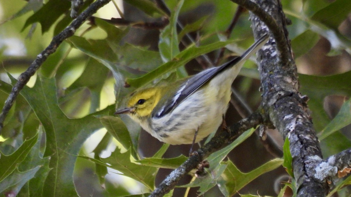 ノドグロミドリアメリカムシクイ - ML644338074