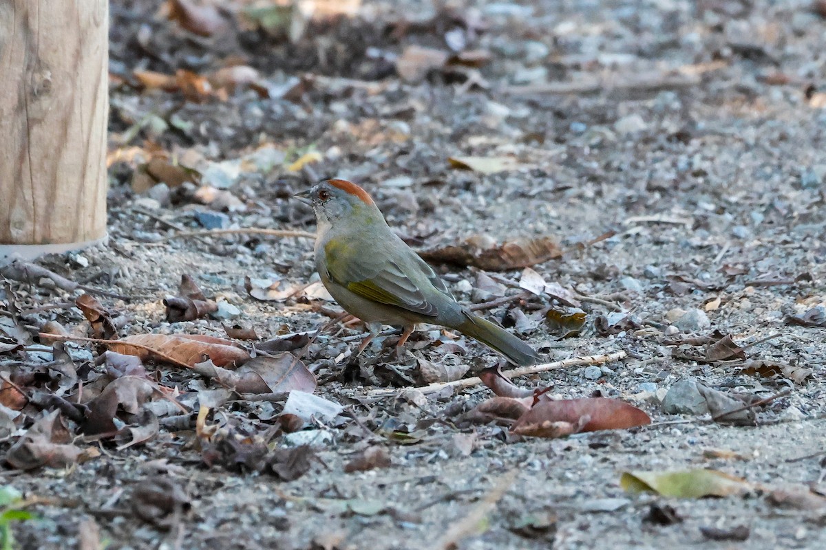 Green-tailed Towhee - ML644338075