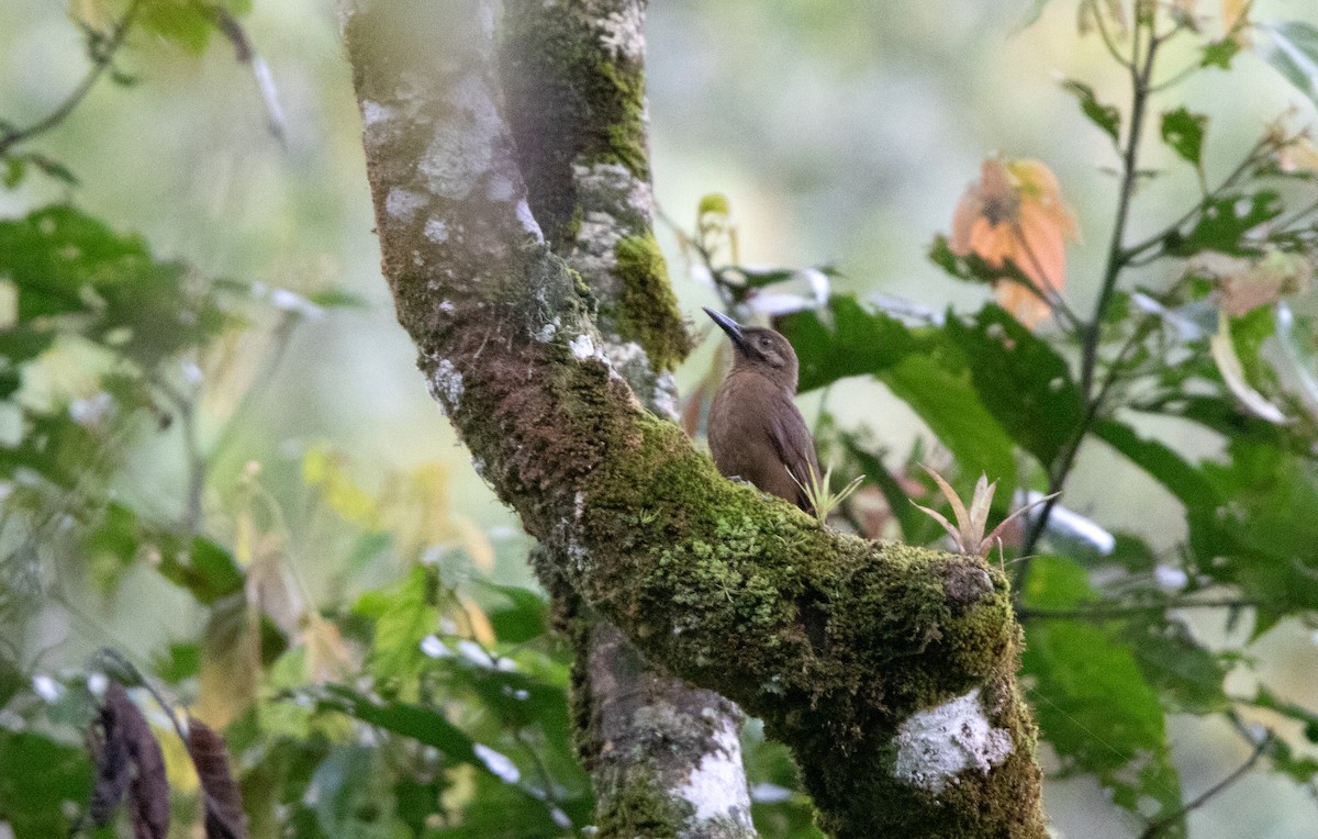 Plain-brown Woodcreeper - ML644338079