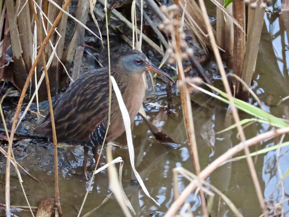 Virginia Rail - ML644338083