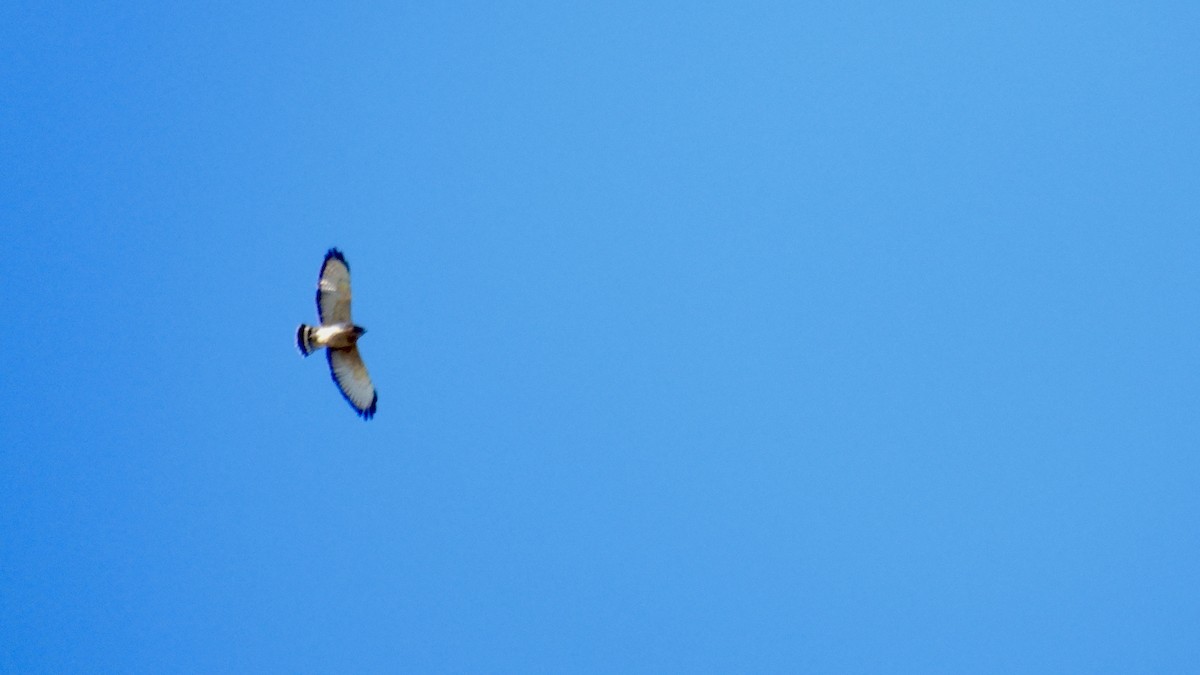 Broad-winged Hawk - ML644338092