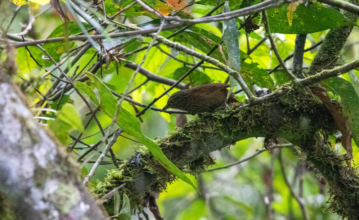 Lineated Foliage-gleaner - ML644338100