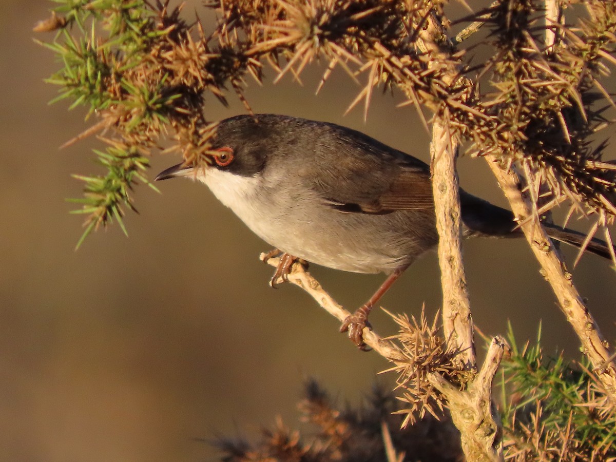 Sardinian Warbler - ML644338102
