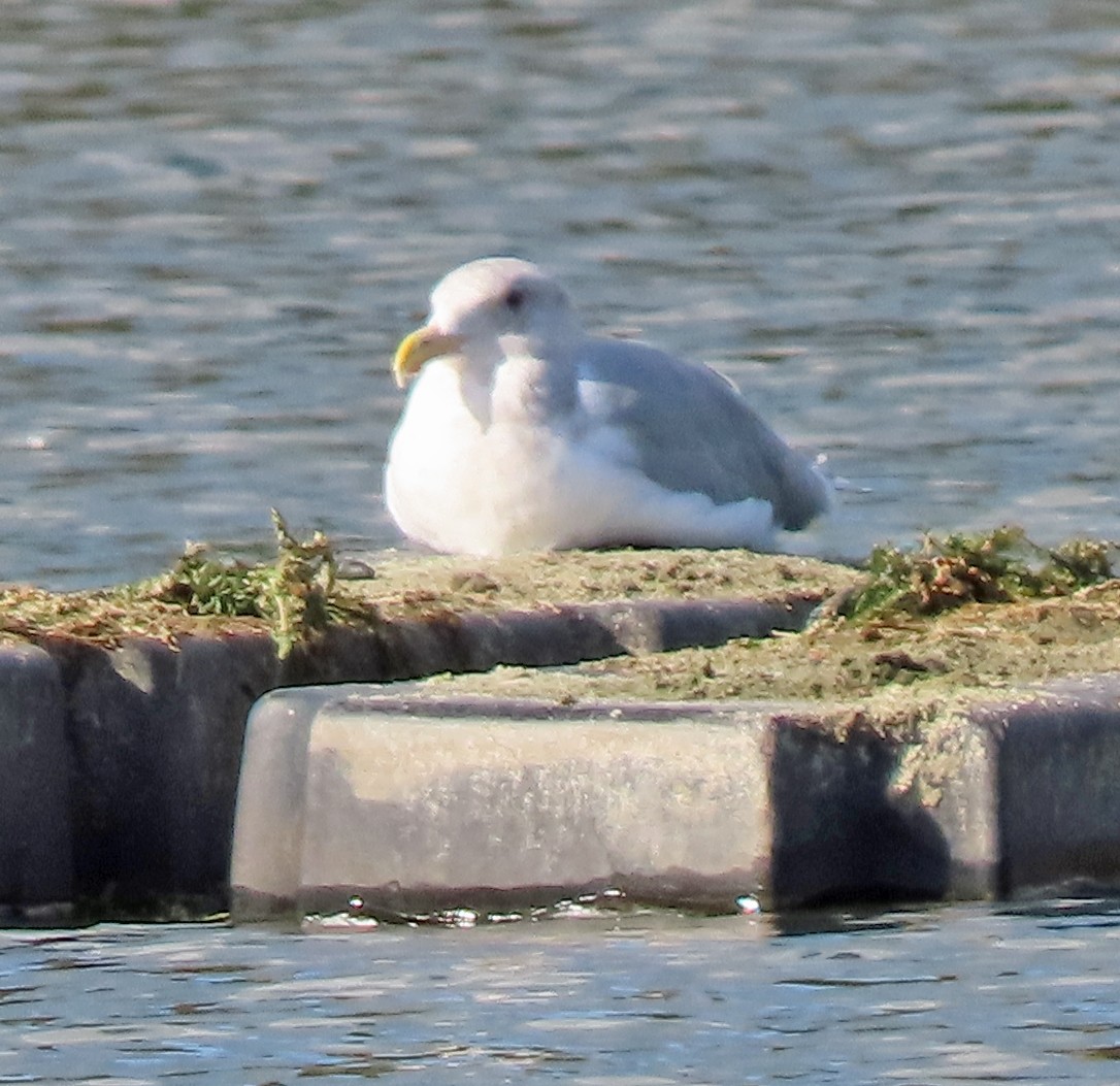 Beringmöwe - ML644338103