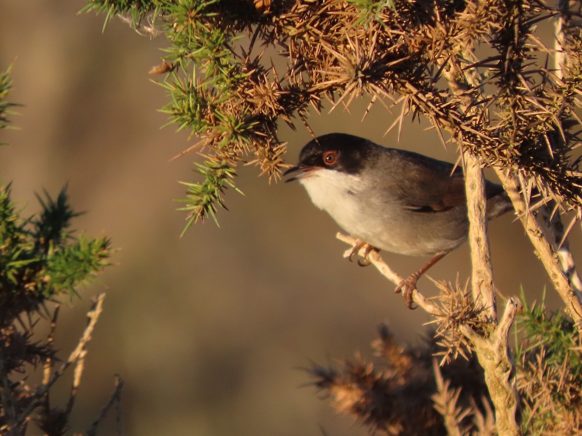 Sardinian Warbler - ML644338113
