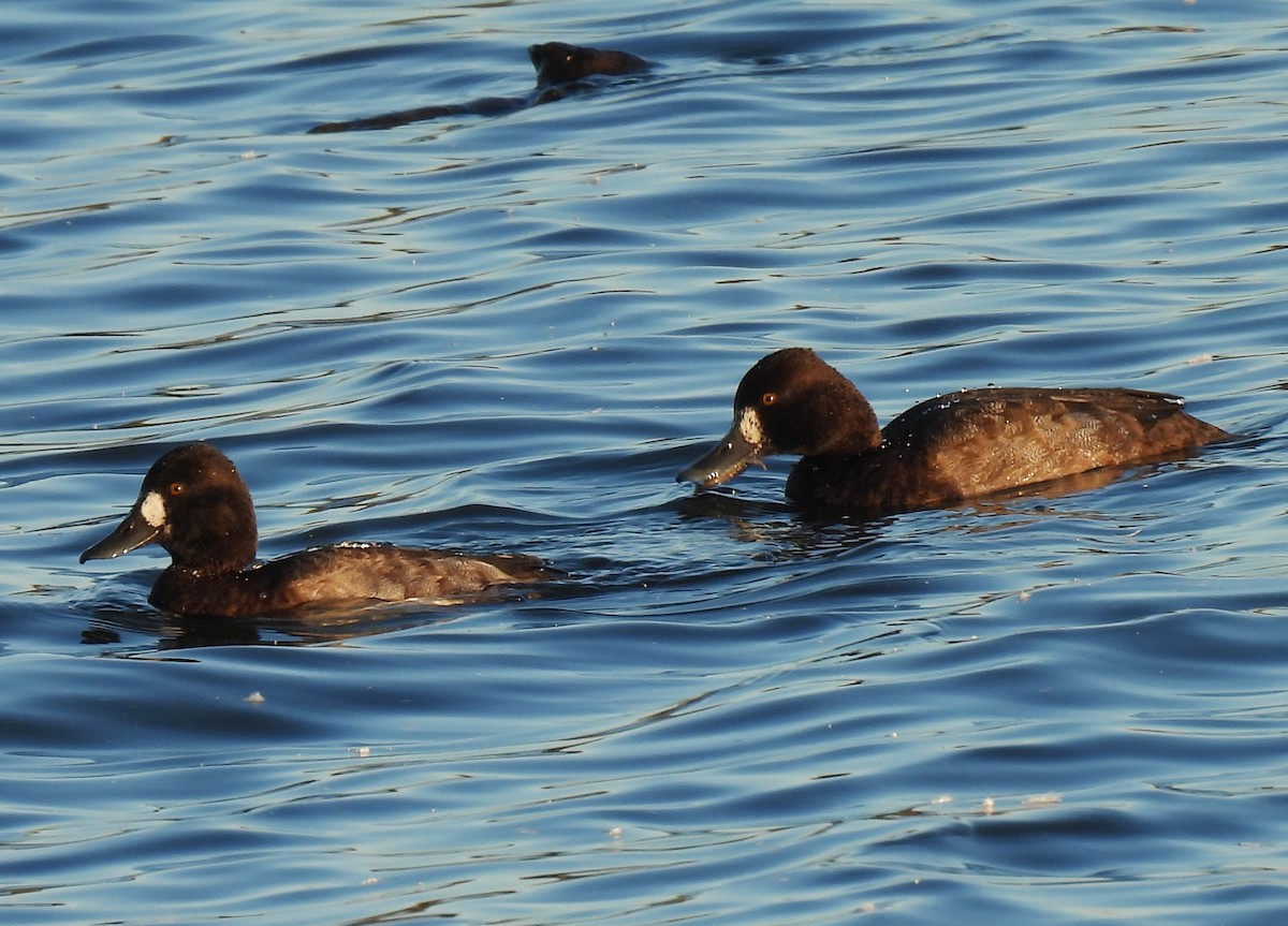 Bergente - ML644338122