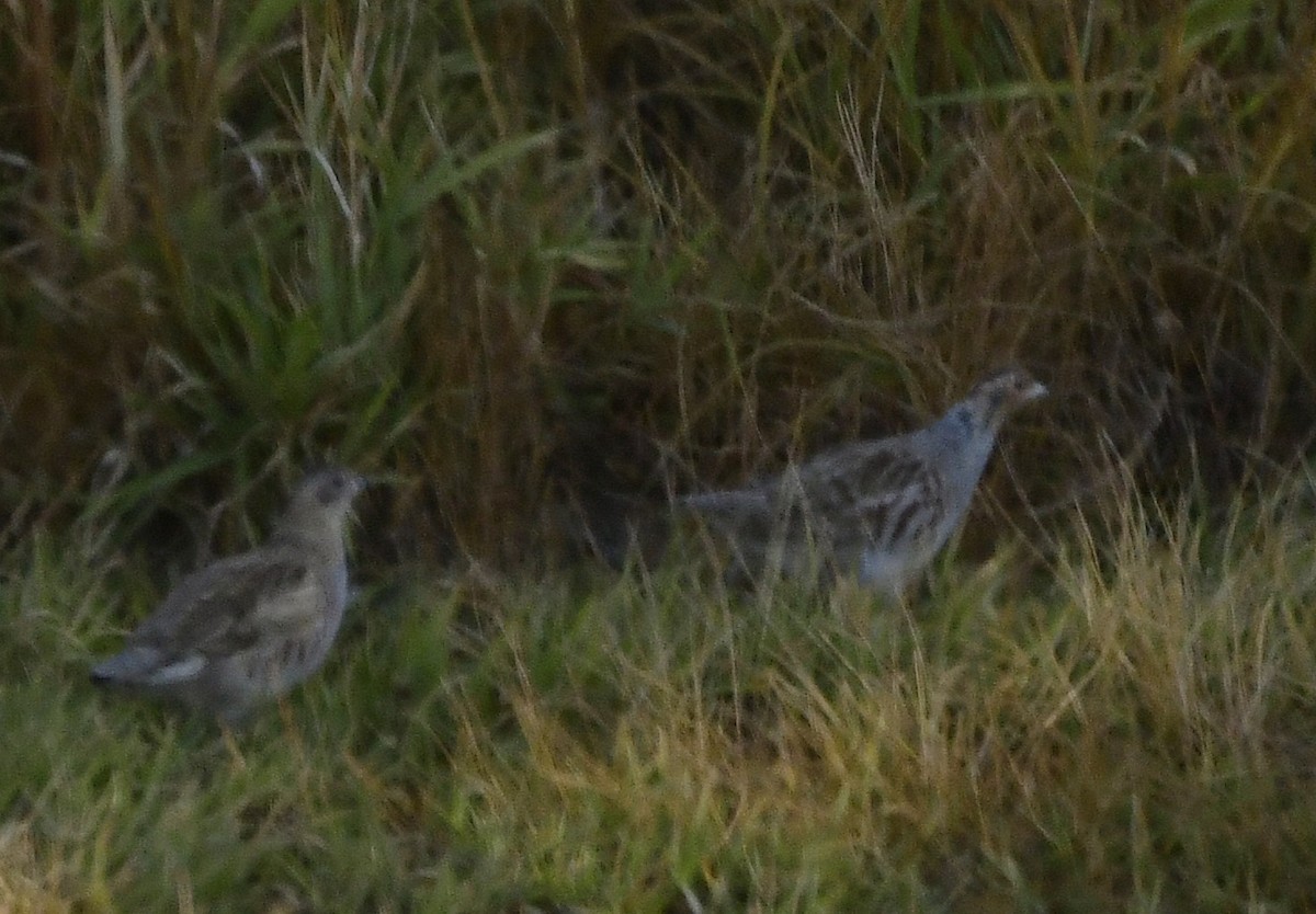 rapphøne - ML644338124