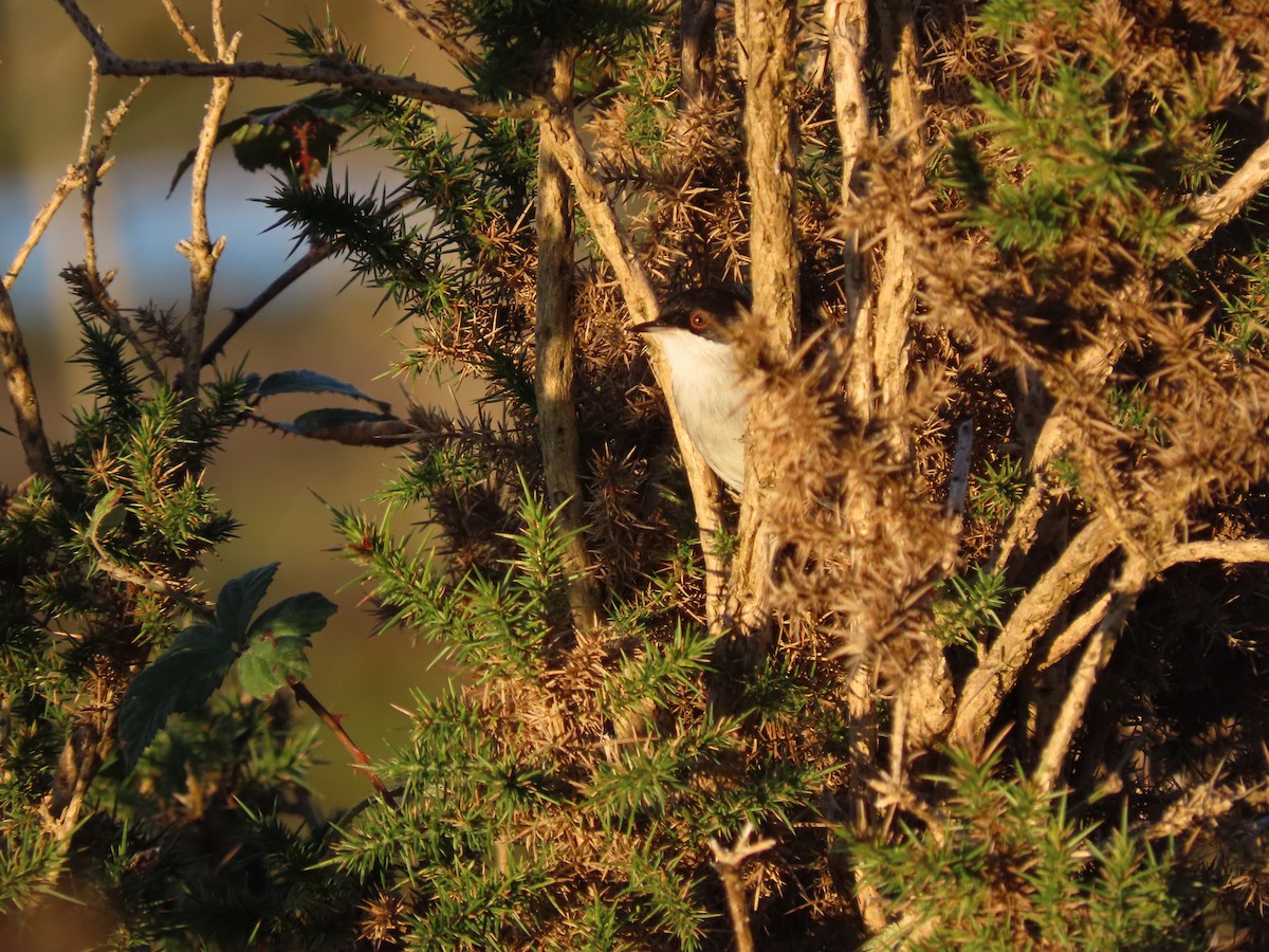 Sardinian Warbler - ML644338125