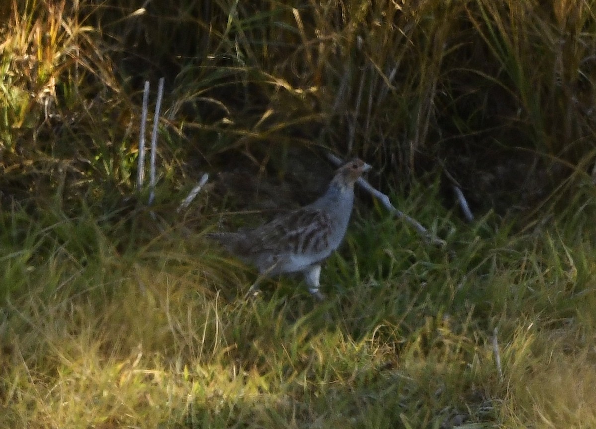 rapphøne - ML644338131