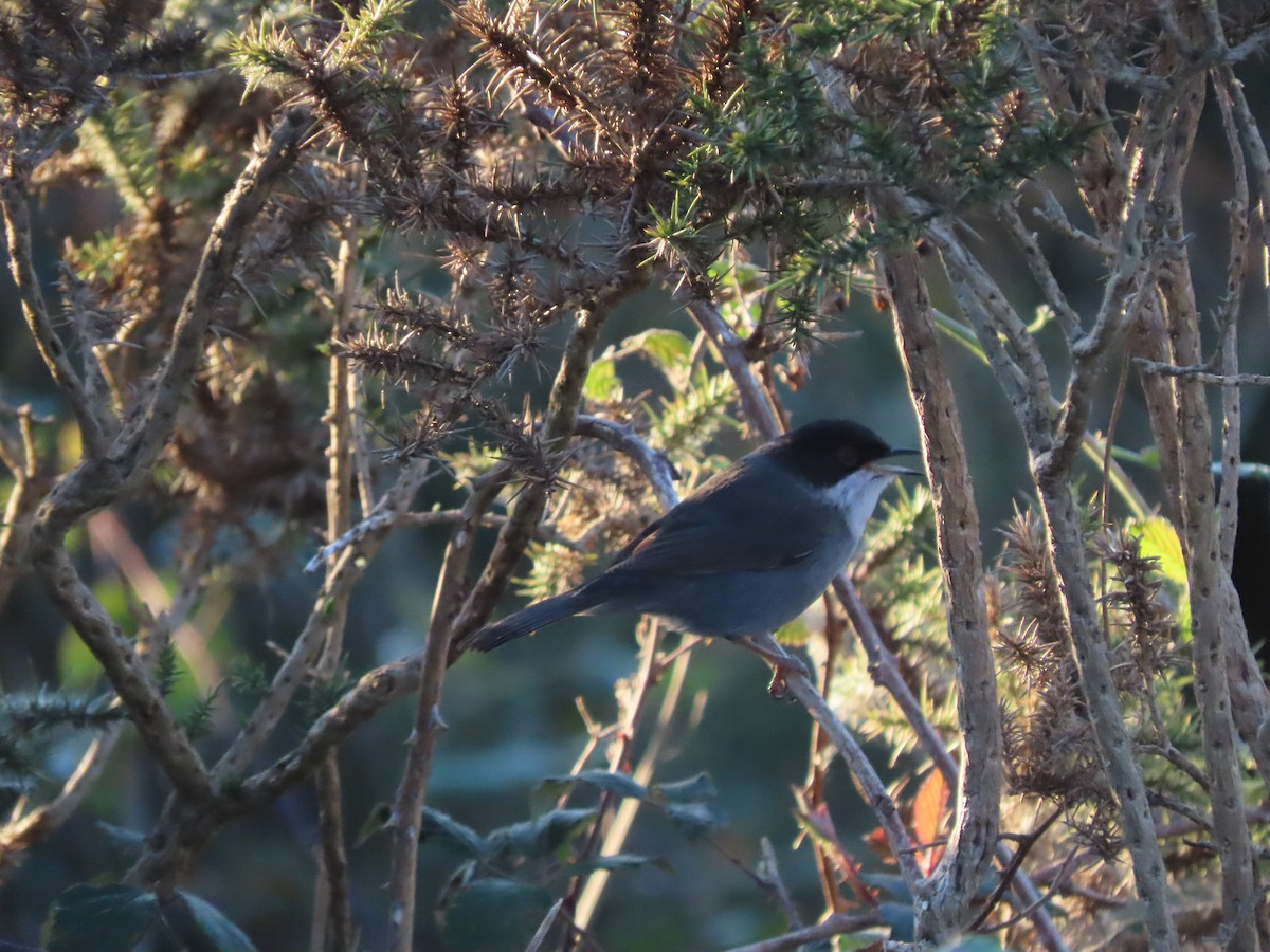 Sardinian Warbler - ML644338133