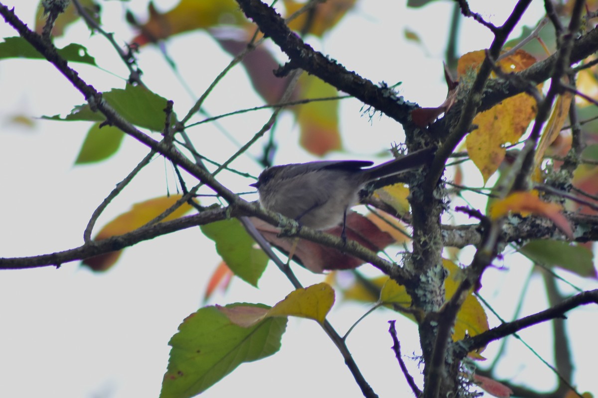 ヤブガラ - ML644338152