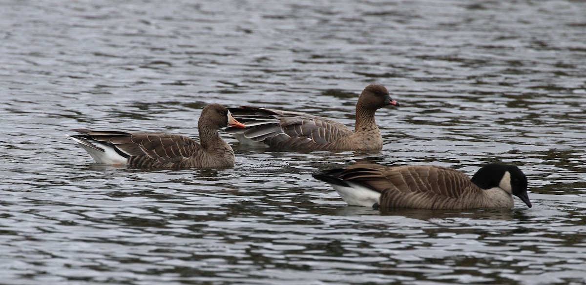 Greater White-fronted Goose - ML644338168