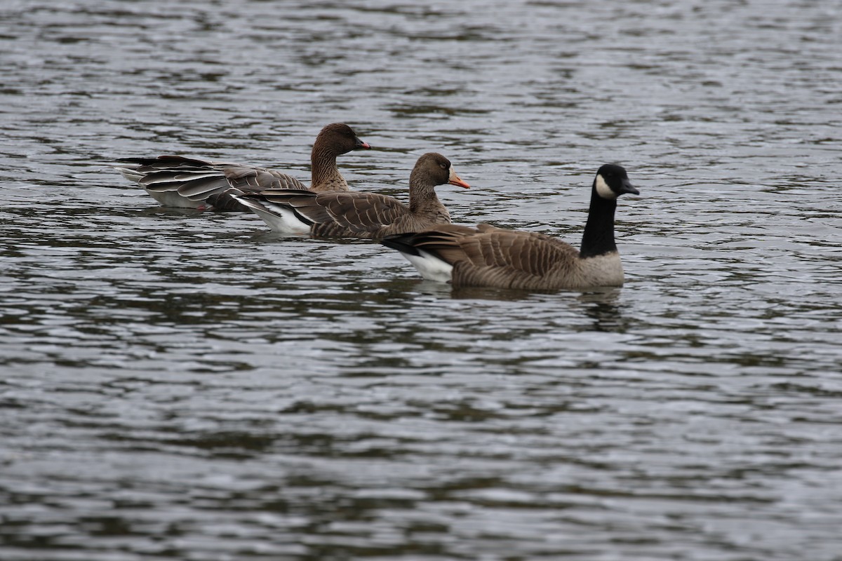 Greater White-fronted Goose - ML644338170