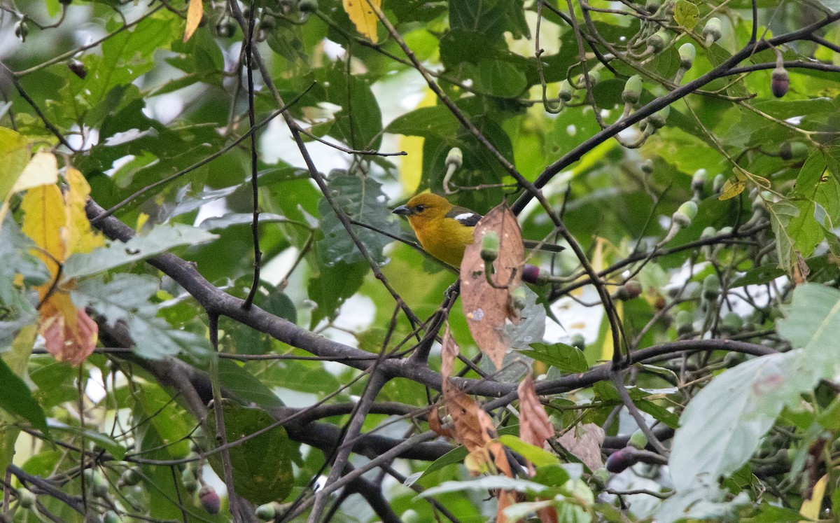 White-winged Tanager - ML644338185