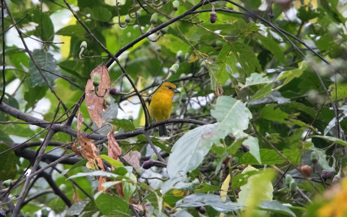 White-winged Tanager - ML644338187