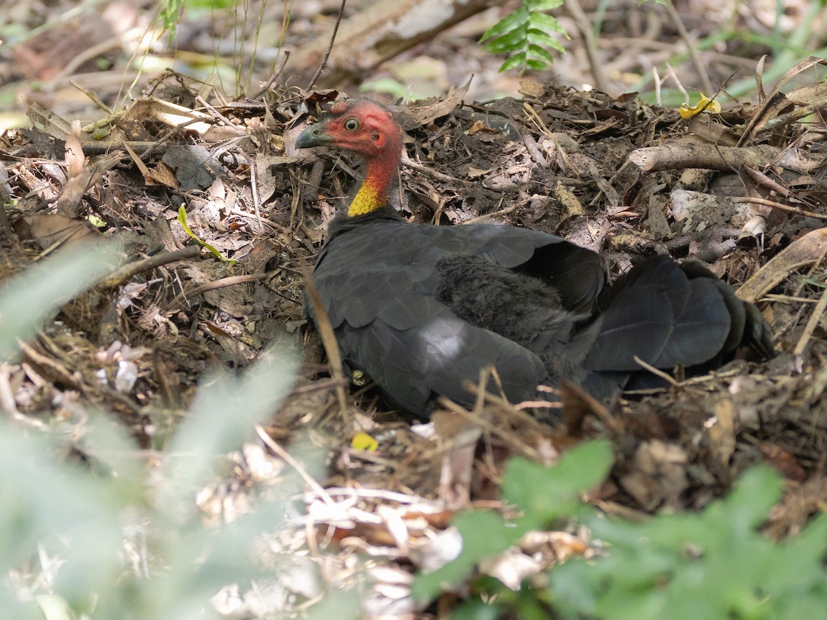 Australian Brushturkey - ML644338192