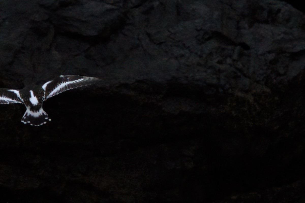 kamenáček černohlavý - ML644338214