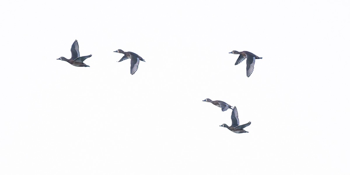 Ring-necked Duck - ML644338232