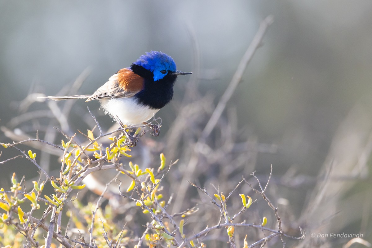 Purple-backed Fairywren (Purple-backed) - ML644338237