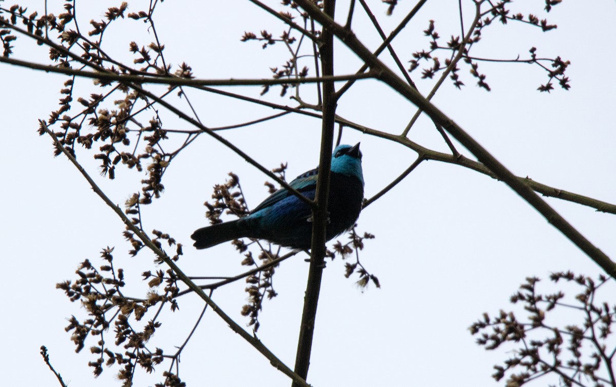 Blue-necked Tanager - ML644338238
