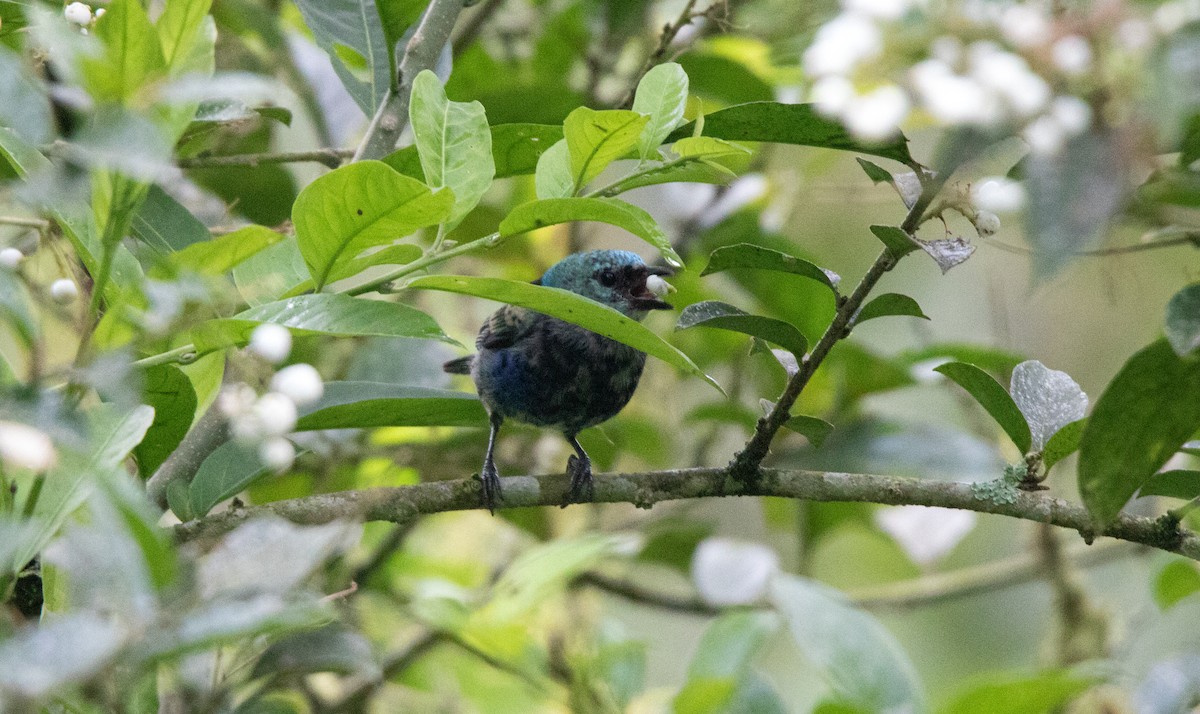 Blue-necked Tanager - ML644338239