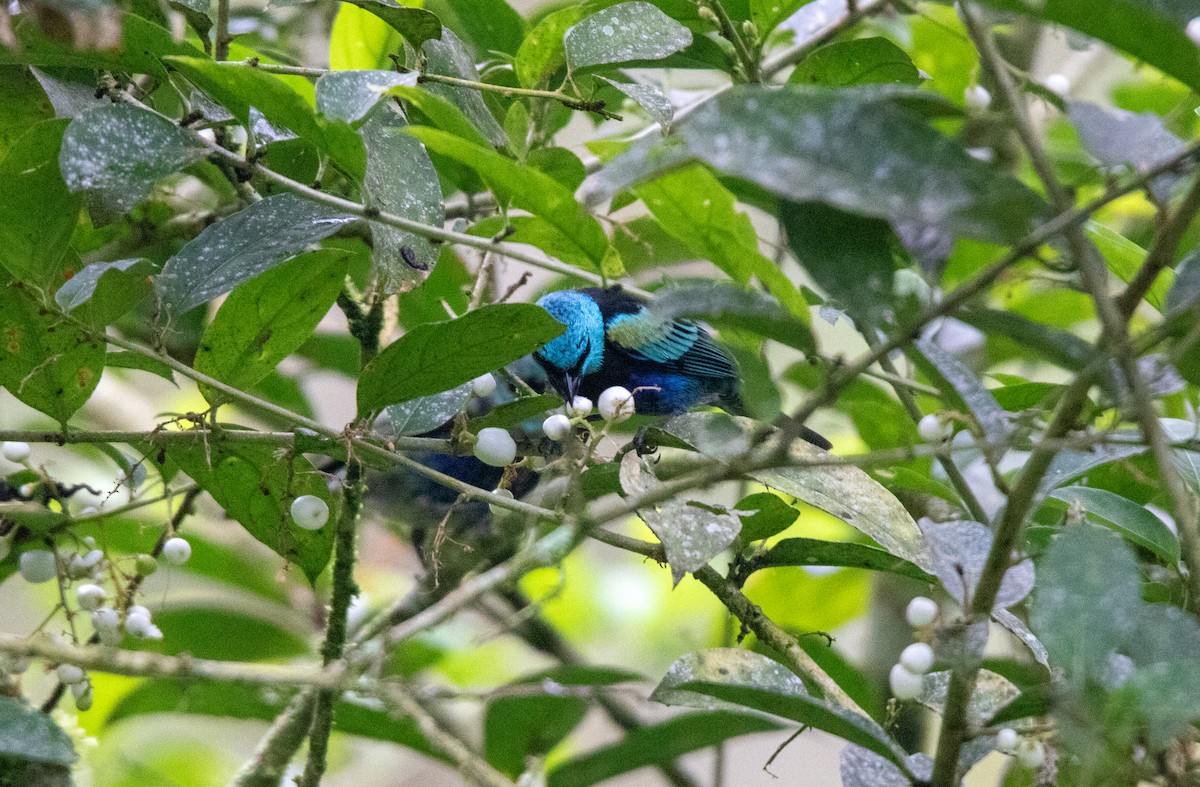 Blue-necked Tanager - ML644338240