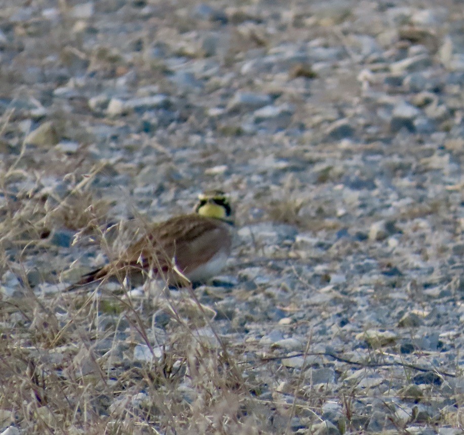 Horned Lark - ML644338251