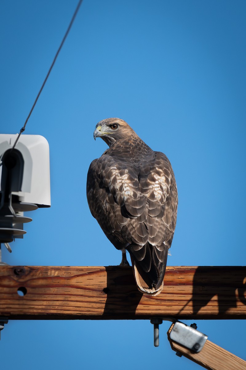Red-tailed Hawk - ML644338254