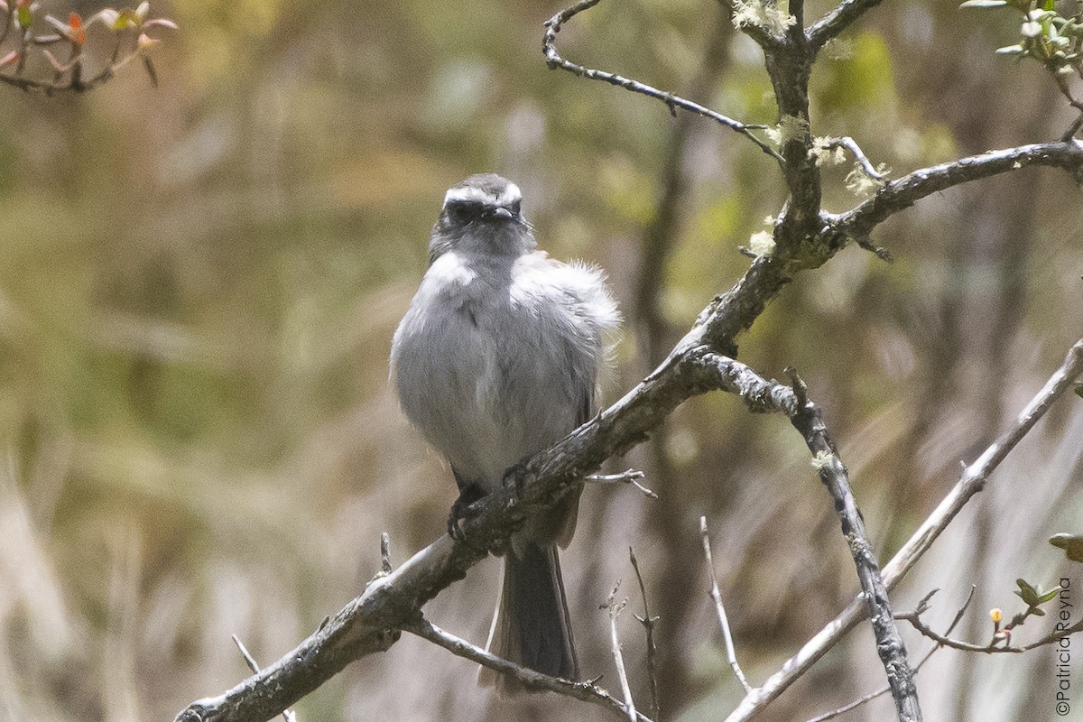 White-browed Chat-Tyrant - ML644338273