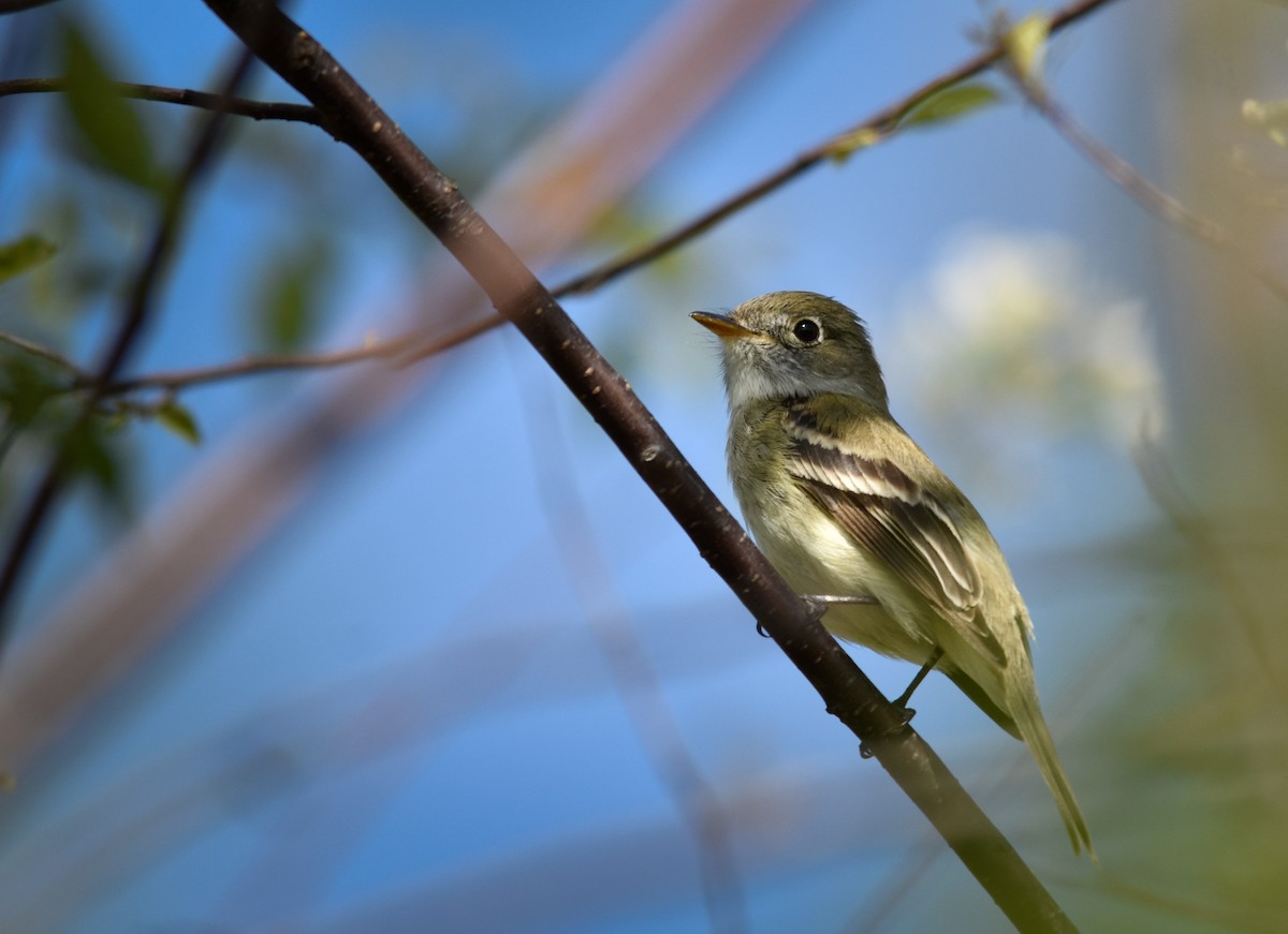Least Flycatcher - ML644338277